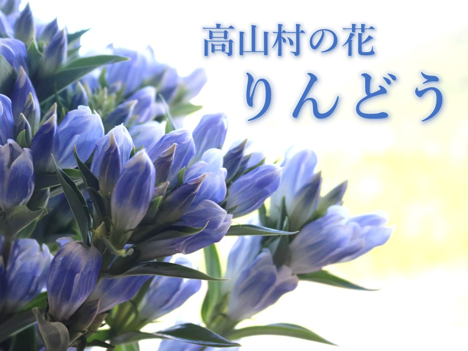 
                  高山村の花　りんどう　　20本
                