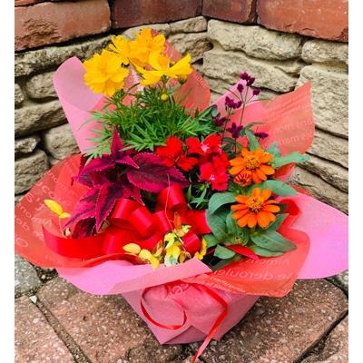 ふるさと納税 沼津市 【沼津農園】　地元産の季節の花をたっぷり使った寄せ植え(Sサイズ)