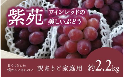 【2026年先行予約】訳ありご家庭用 紫苑(しえん)/ 約2.2kg (岡山県産)  【KF-B085-03】
