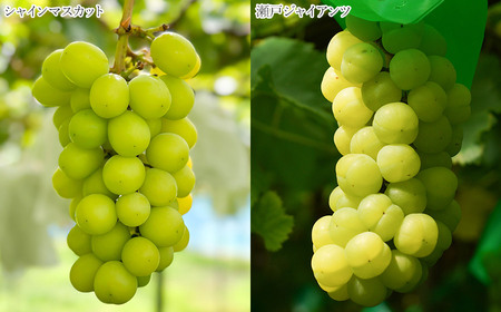 【令和6年産先行予約】 シャインマスカット入り 3種おまかせ ぶどう 約2kg　伊藤農園