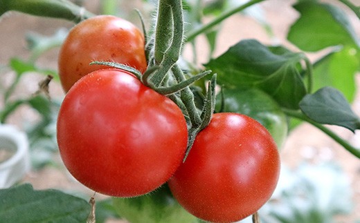 
            高校生が育てた トマト 3kg 【君津高校園芸科】
          