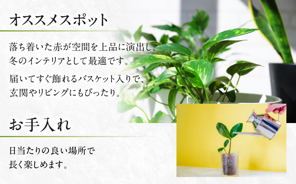 プリンセチア ルージュ 観葉植物 植物 5号鉢 人気 おしゃれ かわいい お手入れ 室内 大鉢 中型 インテリア リビング 玄関 寝室 キッチン オフィス プレゼント ギフト 冬 クリスマス フラワー