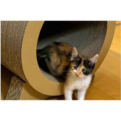 ふるさと納税 常滑市 猫の爪とぎ　ローリングトンネル |  | 02