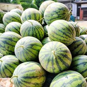 【阿見町共通返礼品】茨城県阿見町産大玉すいか(羅王ザ・スイート)2L(1玉)1箱7.5kg【1713048】