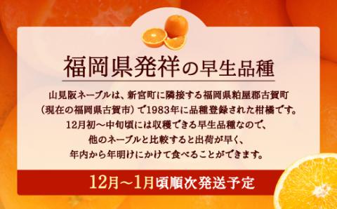 AA077.ネーブル（3kg程度）／2024年12月～2025年1月配送