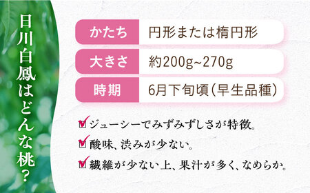 【朝どれ桃】【樹上完熟桃】日川白鳳桃8-10玉[EAT001]桃 桃 桃