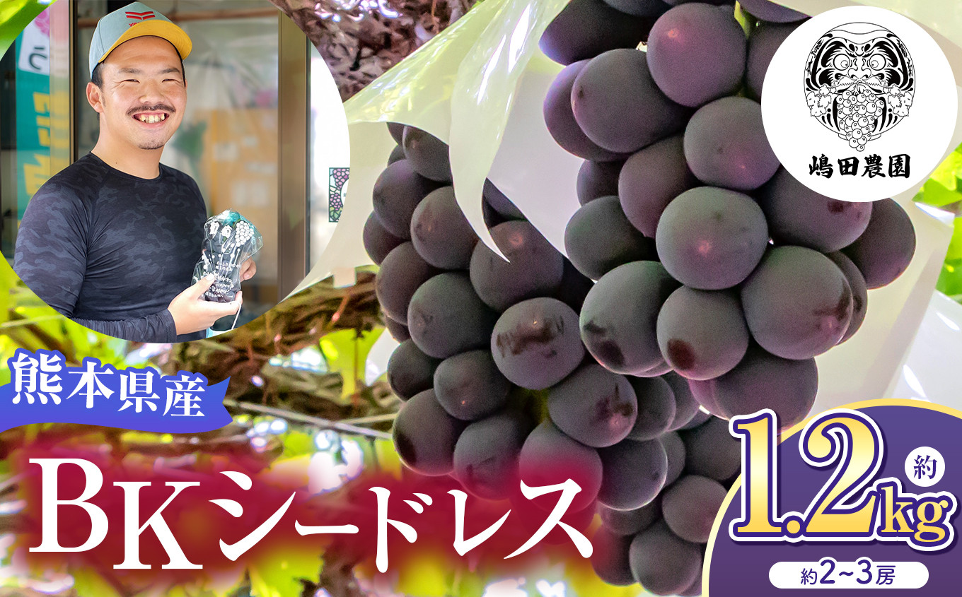 
            【 先行予約 】  BKシードレス 約1.2kg 熊本県和水町産 | 熊本県 熊本 和水町 くまもと なごみまち なごみ ぶどう ブドウ 葡萄 巨峰 種あり 果物 季節限定 フルーツ 季節の果物 朝摘み 直送
          