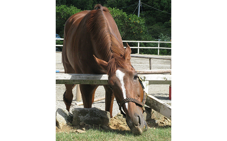 天城ホースビレッジ 施設利用券 ペアレッスン45分　