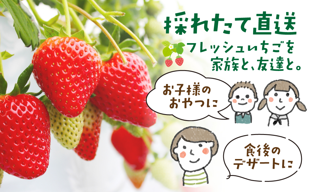 やよいひめ DX 約400g ×2パック（箱入り）800g