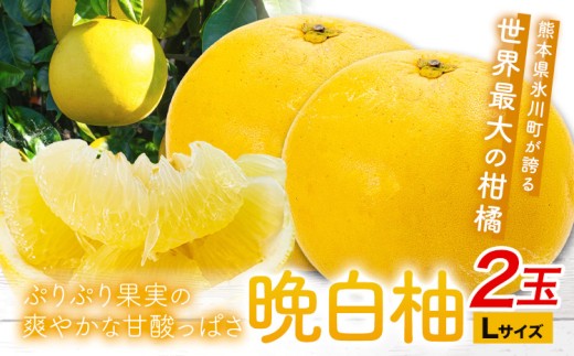晩白柚 2玉 Lサイズ ばんぺいゆ 熊本《12月上旬-1月末頃出荷》熊本県 氷川町 果物 フルーツ 熊本県産 晩白柚 ばんぺいゆ