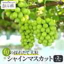 【ふるさと納税】シャインマスカット 約 2kg 3～4房 長野 特選 大粒 ぶどう 種なし 皮ごと 産地直送 フルーツ 果物 デザート おやつ マスカット 葡萄 秋 旬 旬の果物 旬のフルーツ 信州 信州産 長野県 長野県産 2024 2024年　お届け：2024年10月上旬～11月上旬頃