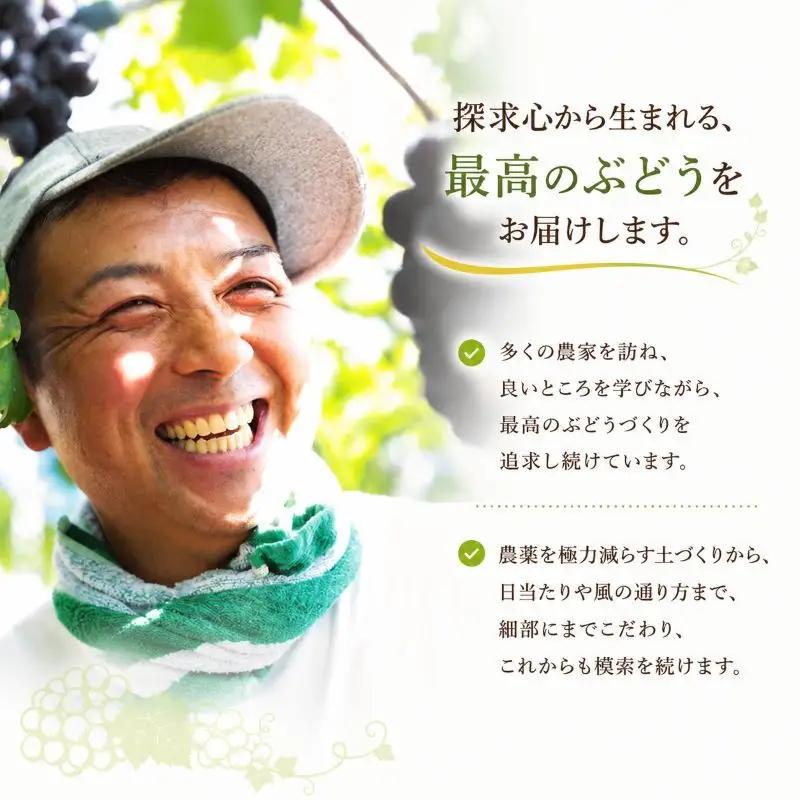 ニューピオーネ 赤迫農園 岡山県産 ニューピオーネ【2kg 3〜4房】【先行予約】
