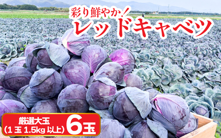 キャベツ レッドキャベツ 厳選 大玉 6玉 (1玉1.5kg以上) 紫キャベツ キャベツ  