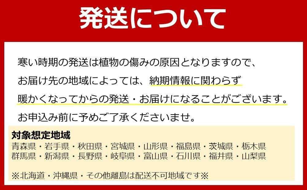 【観葉植物】土を使わないで清潔なミニ観葉植物 ゼオライト植え・ガラス鉢 キューブ形 2鉢セット（パキラ）｜観葉植物 インテリア 部屋 おしゃれ 福岡県筑前町 送料無料