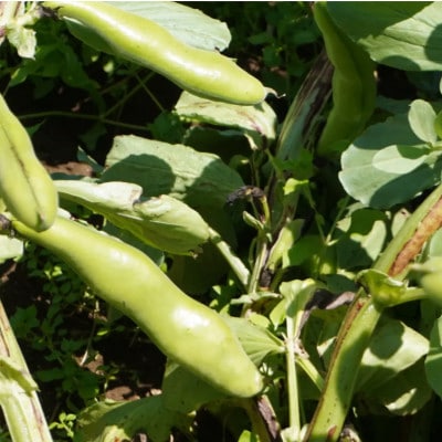 大村農場のそら豆2kg(5月上旬より順次発送)【配送不可地域：離島・沖縄県】