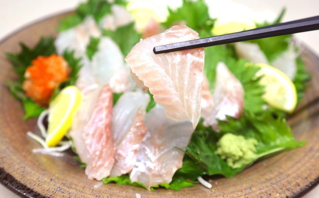 長崎の森で育てた『幻のクエ』 まるごと 一本 600g ／ 海鮮 魚介 刺身 クエ 鍋 高級魚 長崎県 長崎市