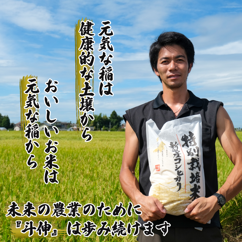 【令和6年産】 新米 コシヒカリ 10kg 5kg 2袋 新潟産 特別栽培米 コシヒカリ 新潟県 コメ お米 米 こめ しんまい 新潟米 新潟 新発田 斗伸 toushin012_01