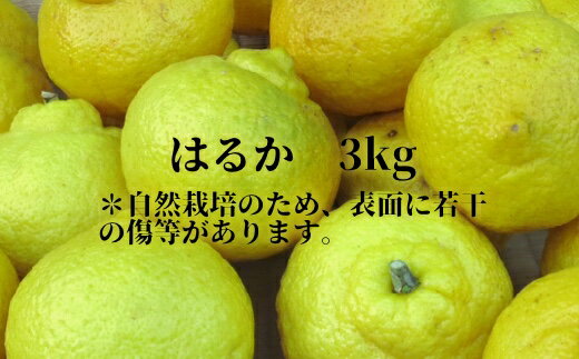 【ふるさと納税】R9.1月～発送 訳あり はるか3kg みかん 栽培期間中無農薬 柑橘 フルーツ ミカン 蜜柑 高知県 お試し オレンジ 酸味少ない 家庭用【R00201】