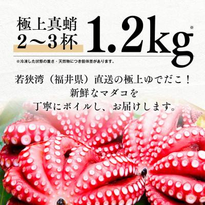 ふるさと納税 若狭町 茹でまだこ 福井県産 1.2Kg (2〜3杯) |  | 01