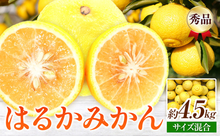 
                  【先行予約】【さわやか柑橘】秀品 和歌山県産 はるかみかん 約4.5kg（サイズ混合） 日高町厳選館 《2027年2月中旬-4月中旬頃出荷》和歌山県 日高町 みかん はるみ 柑橘 フルーツ 果物
                