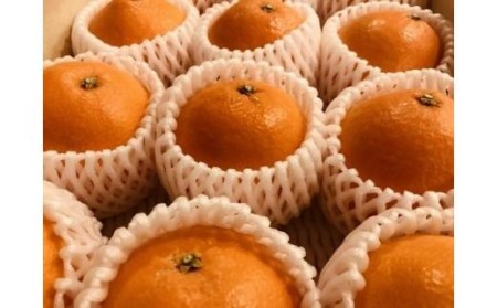 【2026年12月上旬から発送】特級品 愛果28号 (紅まどんな と同品種) 2.3kg | 紅まどんな と同様 みかん 愛媛県 松山市【TMN0121】