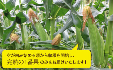 【2024年6月中旬以降順次発送】大人気！！果物みたいに『極甘』早朝収穫とうもろこし Lサイズ（300g）×5本≪糸島市≫【有限会社ウラタ農園】とうもろこし/トウモロコシ/期間限定[ALI004]
