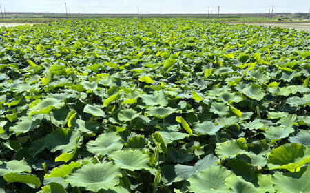 泥付きれんこん 約3kg 【勝農園】[IDK002]