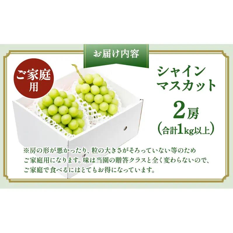 ぶどう 2026年 先行予約 ［ご家庭用］ シャイン マスカット 2房（合計1kg以上） 岡山県産 シャイマスカット