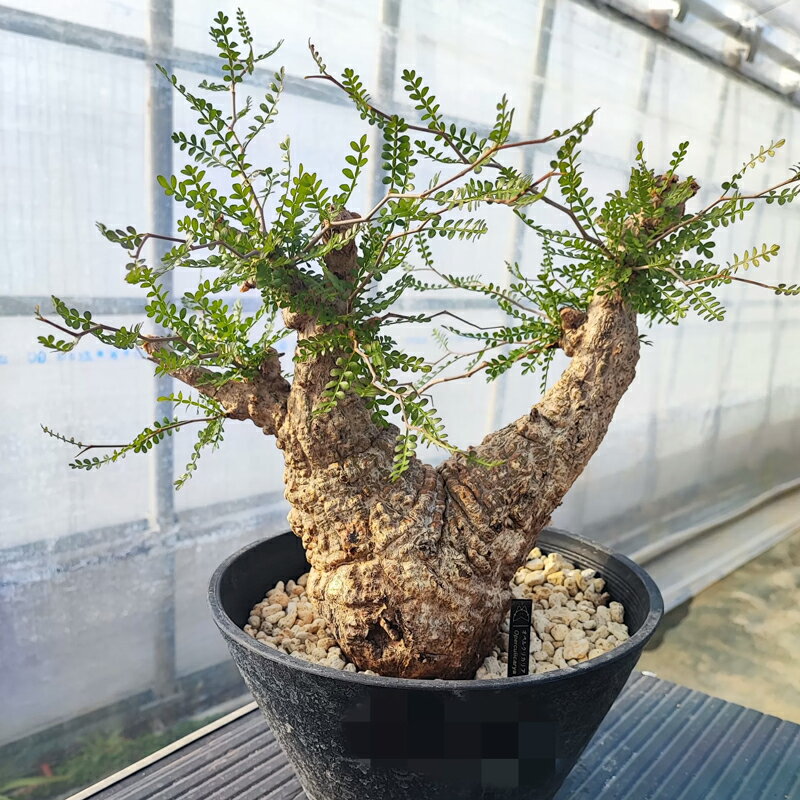 【ふるさと納税】オペルクリカリア・パキプス「塊根植物の王様」(発根管理済) P03 [0426]