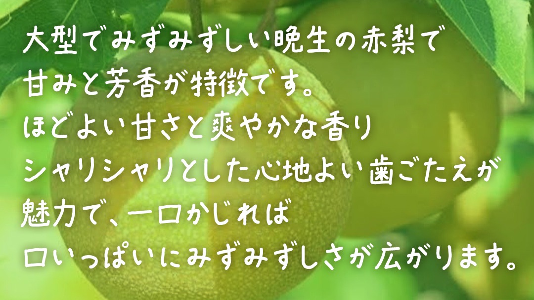 新高 約5kg (10～12玉)【2026年10月上旬発送開始】(茨城県共通返礼品：大子町) 梨 なし 果物 くだもの フルーツ にいたか	