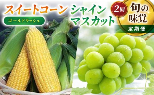 【2回定期便】旬の味覚定期便（フルーツみたいなイエロースイートコーン(ゴールドラッシュ) 15本・シャインマスカット2房）｜【御牧ふるさと農園／JA信州うえだ】ぶどう 葡萄 大粒 果物 フルーツ 生食 とうもろこし 頒布会 長野