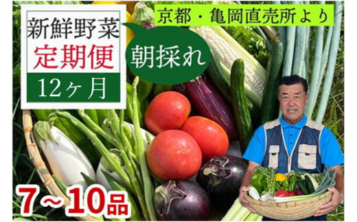 【6/4～7/3 限定企画】【12回定期便】朝採れ 野菜詰め合わせセット 産地直送  7～10品目 京都丹波 亀岡 佐伯の里 訳あり 生活応援 家計応援 12ヵ月 毎月コース / 野菜 旬 定番 野菜 定期便 野菜 定期便 やさい 定期便 野菜セット やさいセット 春野菜 夏野菜 秋野菜 冬野菜 旬 12ヶ月 12か月 12カ月 【定期便 お申込みで卵マヨ付】