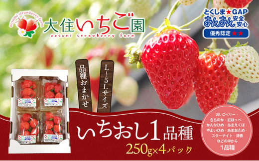 
いちごのいちおし1品種4パック　250g×4パック　『とくしま安2（安全・安心）GAP農産物』優秀認定取得
