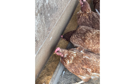 No.455 彩美卵　寿　ご贈答用　20個