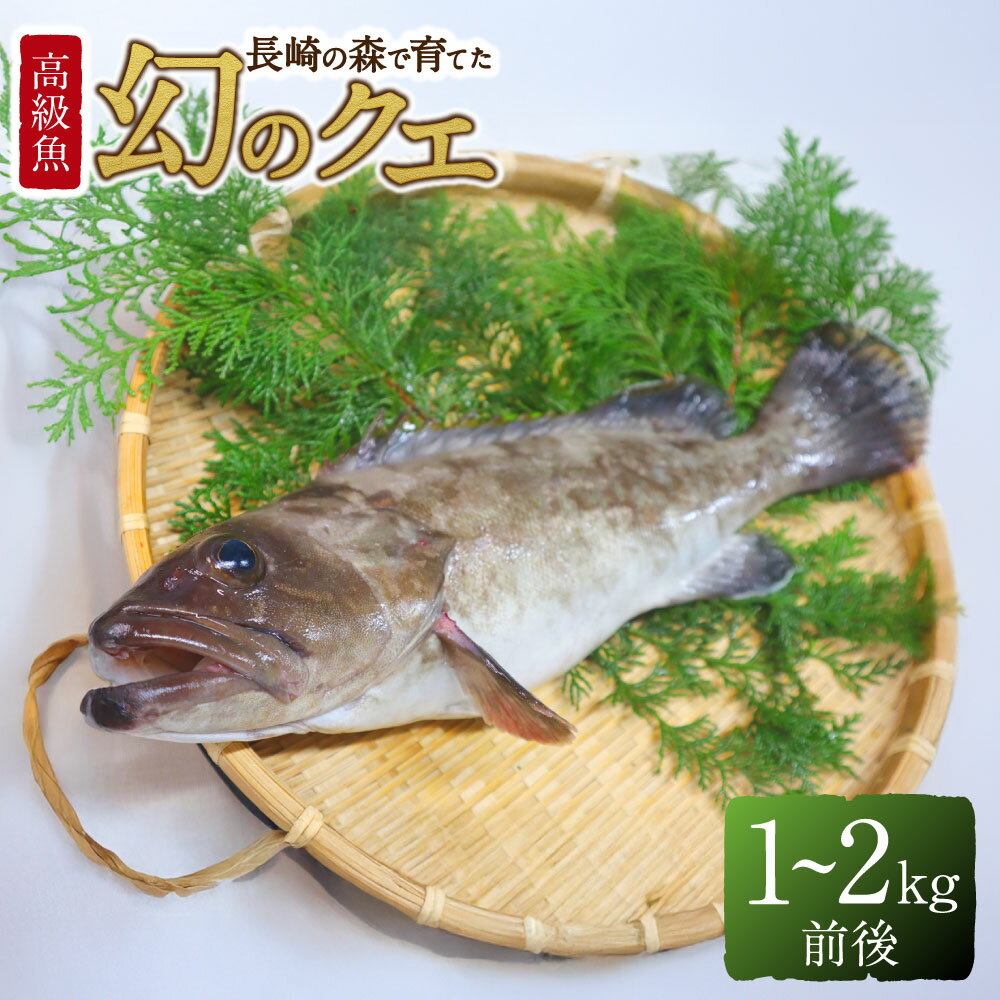 【ふるさと納税】長崎の森で育てた『幻のクエ』 まるごと 一本 1kg～2kg前後 くえ 高級魚 海鮮 海産物 魚介類 冷蔵 長崎県 長崎市 送料無料