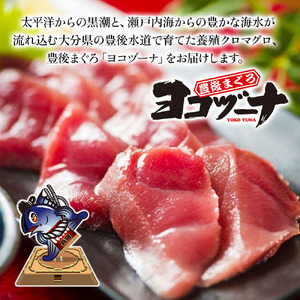 豊後まぐろ ヨコヅーナ 中落ちセット 200g×2   鮪 マグロ 海鮮丼 希少部位 刺し身 盛り合わせ 冷凍 新鮮 大分県産 九州産 津久見市 国産