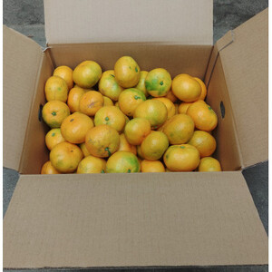 有田・庄助みかん5kg(家庭用品・サイズ混合)【1515987】