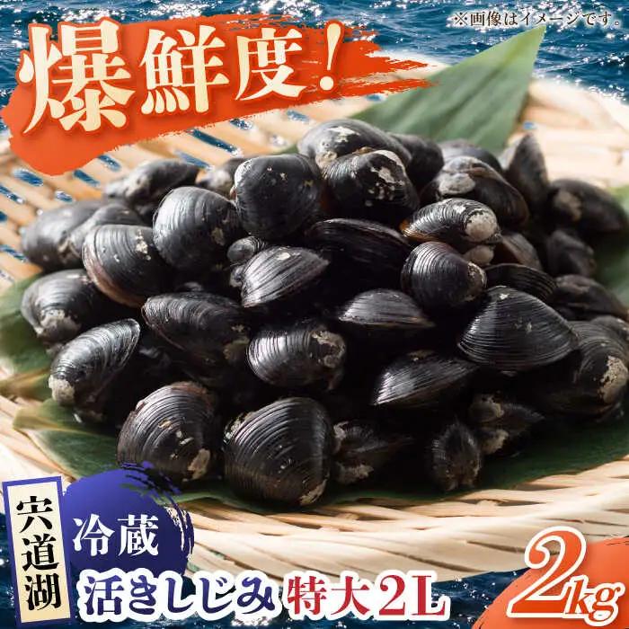 しじみ 鮮度抜群の貴重な特大粒！生鮮･砂抜済･活しじみ  島根県松江市/有限会社藤本米穀店[ALCG009] しじみ しじみ