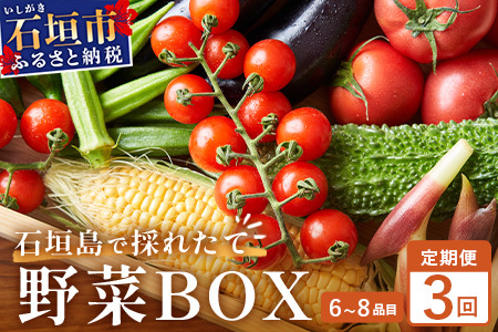 石垣島産 野菜BOX【３回定期便】（６~８種類）季節ごとに野菜パワーをあなたに！！CK-2 【野菜セット おまかせセット 旬 季節のお野菜 旬の野菜セット 詰め合わせ 定期便 ３回 定番野菜 島野菜 沖縄県 石垣市 石垣島 石垣 】