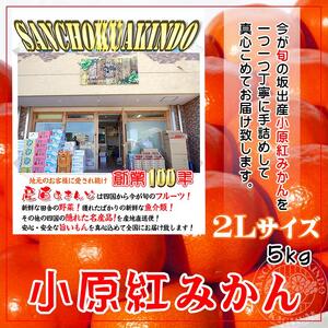 先行予約 小原紅早生みかん 約5kg 2Lサイズ 香川県産みかん