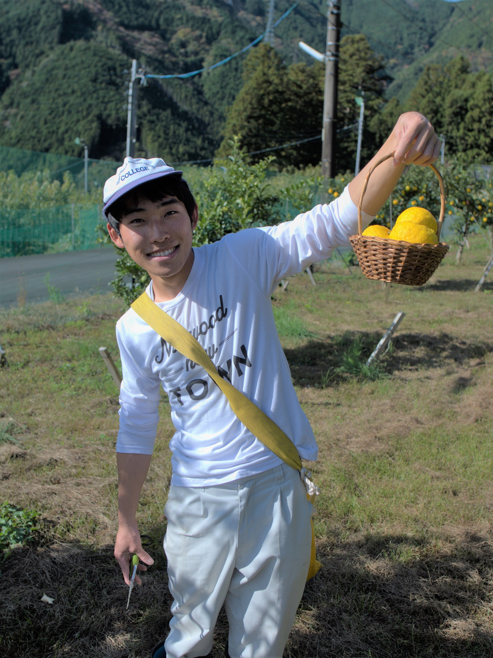 茶畑から生まれた 川根の「ゆずぽんず」、収穫風景2