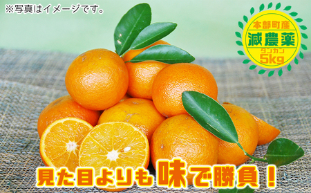 【2025年発送】南国のみかん！本部町産タンカン（約5kg入り） みかん 柑橘 沖縄 おきなわ 果実 フルーツ 青果 期間限定 先行予約 数量限定 旬 人気 おすすめ 贈答 プレゼント ギフト 贈り物