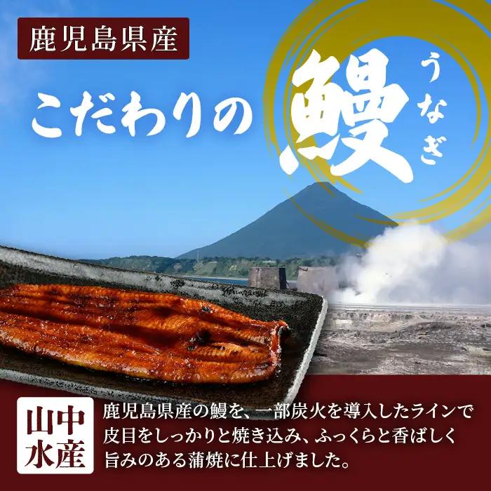 【父の日ギフト】鹿児島県産 鰻の蒲焼(無頭背開き)約165g×2尾 山中水産 IB022-001f