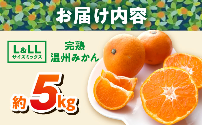 【先行予約】【数量限定】温州みかん　Lサイズ＆LLサイズ 5kg　津久井浜みかん【志村農園】 [AKGH008]