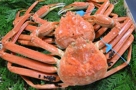 【ふるなびWEEK対象】【訳あり】金沢港 直送！サイズおまかせ ボイル 加能ガニ 2杯セット   ズワイガニ ずわい ズワイ蟹 蟹 カニ 冷蔵 人気 おすすめ 期間限定 FN-Limited