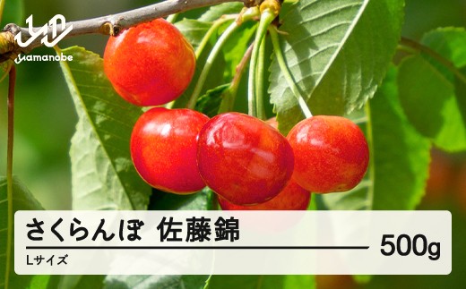 
                  《先行予約》2026年 山形県産 佐藤錦 さくらんぼ Ｌサイズ 500g 1箱 ※沖縄・離島への配送不可 ts-snxlx500
                