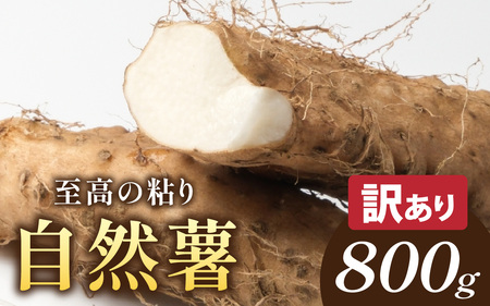 【期間限定】【数量限定】【訳あり】自然薯カット　サイズ不揃い　800g以上