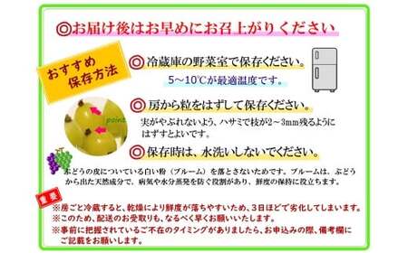 【訳あり】かねひろの黒酢ブラックシャインマスカット 富士の輝き 約700g × 2房 （合計：約1.4kg） 【2026年9月上旬～9月下旬発送予定】 シャインマスカット ぶどう ブドウ ブラック 葡