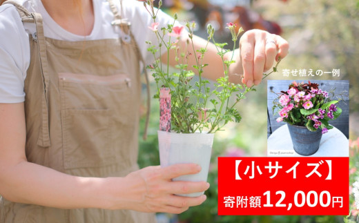 季節の寄せ植え 【 小サイズ 】 季節のお花 造園 園芸 お花 鉢植え 自然 ガーデニング 朝来市 糠 肥料 兵庫県朝来市にある園芸店 「Obriga道（オブリガード）」 からお届け