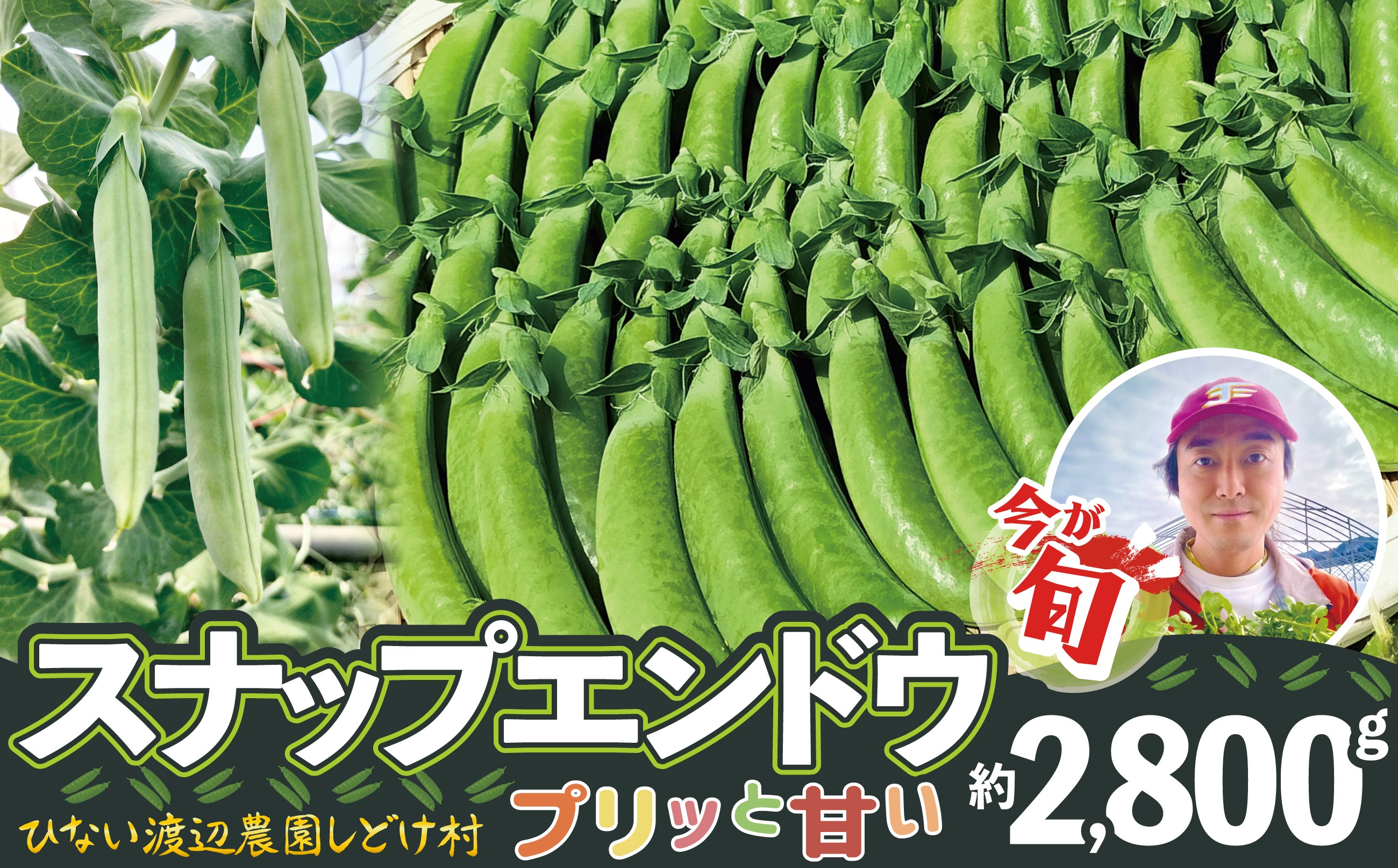 
                  スナップエンドウ　プリッと甘い！約2800g 140P3202 / 東北 秋田 大館 野菜 新鮮 農産物 農家 スナップエンドウ エンドウ豆 エンドウ えんどう えんどう えんどう豆 農家直送
                